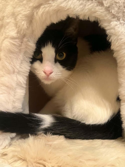 MILK SHAKE - Domestic Short Hair / Tuxedo available for adoption