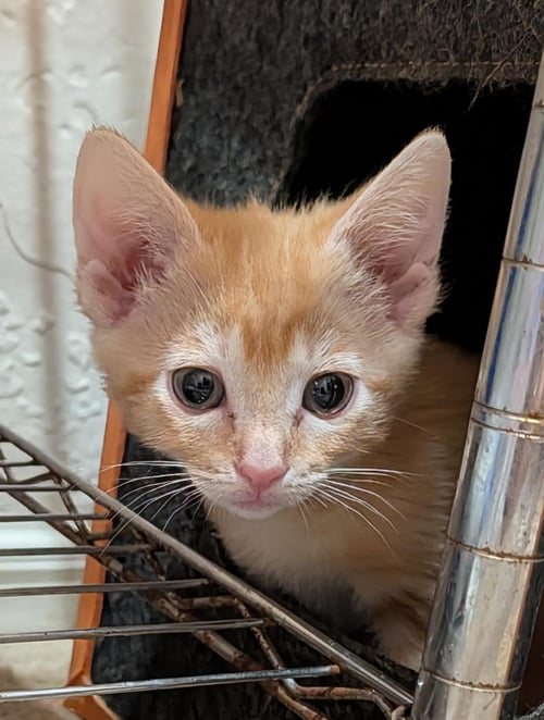 CADENCE CRESCENDO - Domestic Short Hair / Tabby available for adoption
