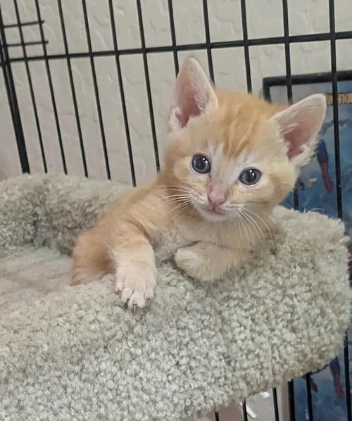CADENCE CRESCENDO - Domestic Short Hair / Tabby available for adoption