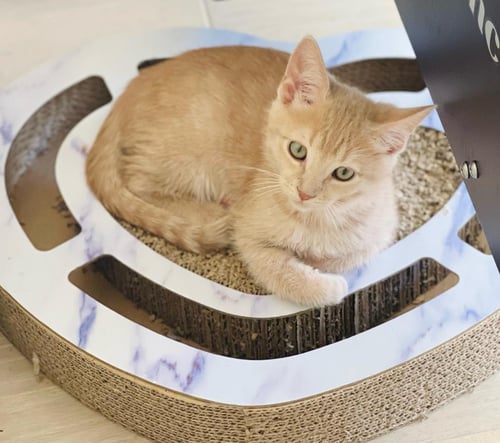 MILO LINDNER - Domestic Short Hair available for adoption