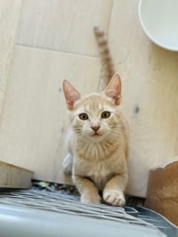 Milo Lindner - Photo 4