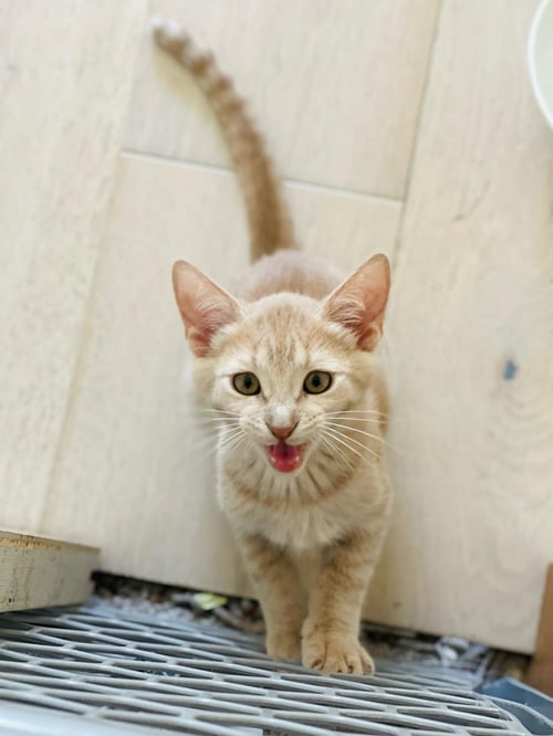 MILO LINDNER - Domestic Short Hair available for adoption