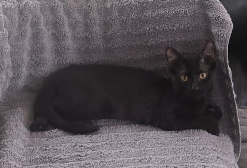 JAZZY TOWN - Domestic Short Hair available for adoption