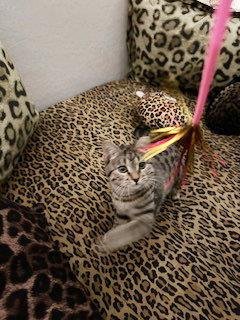 JODY &QUOT;NIKO&QUOT; DAVIS - Domestic Short Hair / Tabby available for adoption