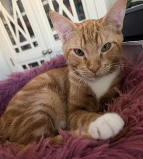 RICKY RAMBLER - Tabby / Domestic Short Hair for adoption in Chandler