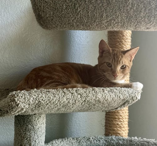 RICKY RAMBLER - Tabby / Domestic Short Hair available for adoption