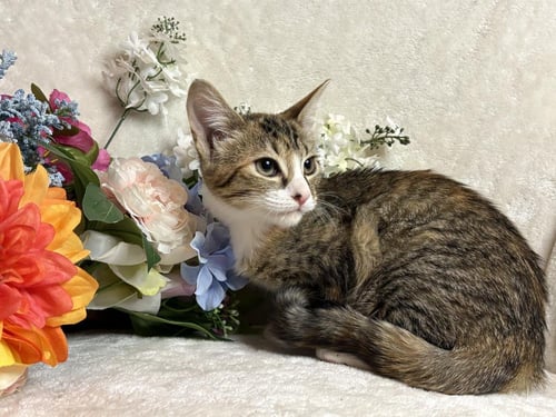 FANDANGO ZEZE - Domestic Short Hair available for adoption