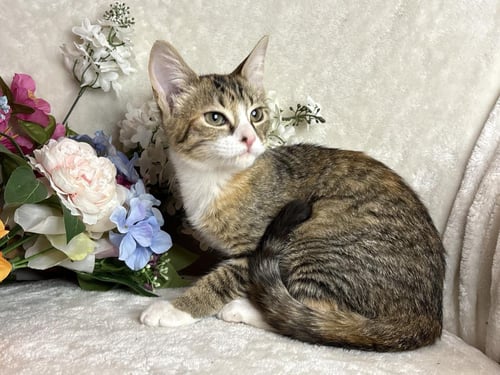FANDANGO ZEZE - Domestic Short Hair available for adoption
