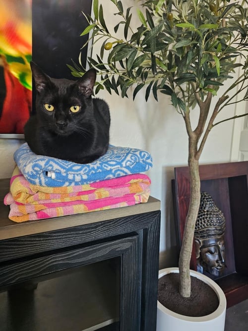 KENJI DOOFENSHMIRTZ - Domestic Short Hair available for adoption