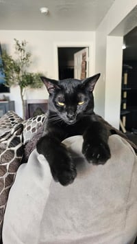 Kenji Doofenshmirtz - Photo 2