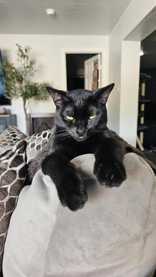 KENJI DOOFENSHMIRTZ - Domestic Short Hair available for adoption