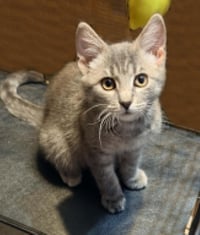Leeloo Ewadar - Photo 2