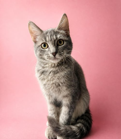 LEELOO EWADAR - Domestic Short Hair / Tabby for adoption in Chandler