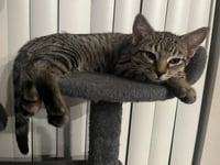 Romeo Donaldson - Photo 1