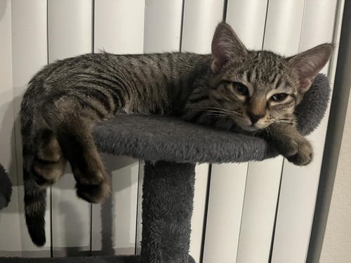 ROMEO DONALDSON - Domestic Short Hair / Tabby for adoption in Chandler