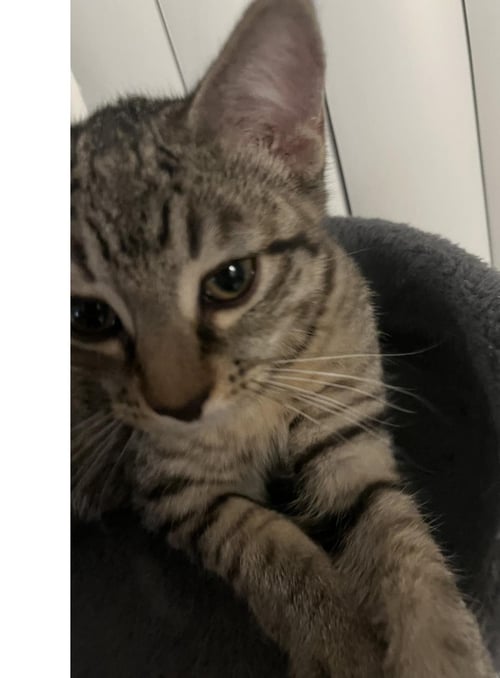ROMEO DONALDSON - Domestic Short Hair / Tabby available for adoption