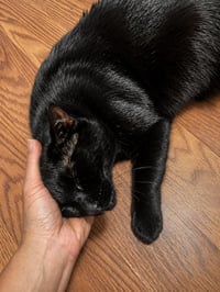 Maximus Burke - Photo 2