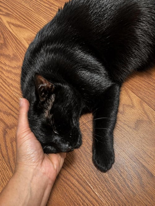 MAXIMUS BURKE - Domestic Short Hair available for adoption