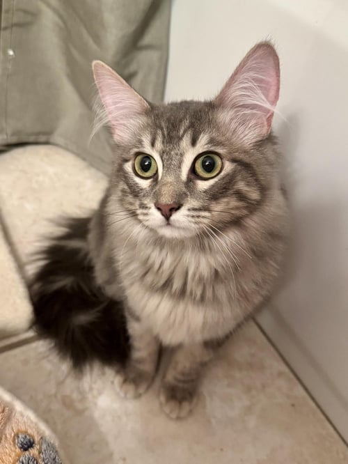 JOHNNY JACKSON - Tabby / Domestic Long Hair available for adoption
