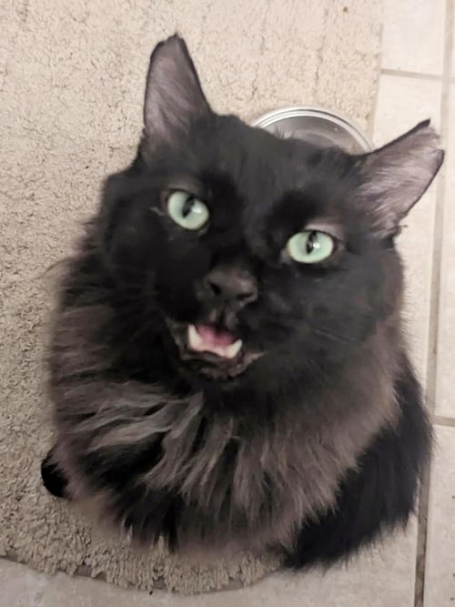 BUDDY O'MALLEY - Domestic Long Hair available for adoption