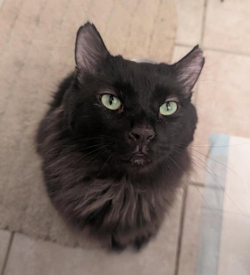BUDDY O'MALLEY - Domestic Long Hair available for adoption