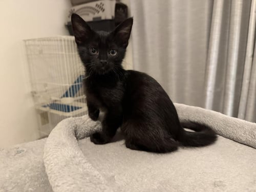 ARES OLYMPUS - Domestic Short Hair available for adoption