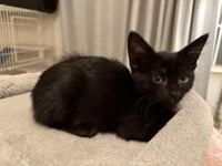 Ares Olympus - Photo 2