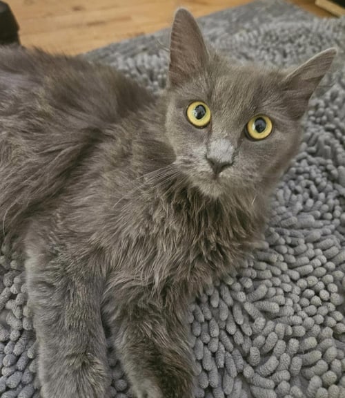 MADAME BLUE - Domestic Medium Hair available for adoption