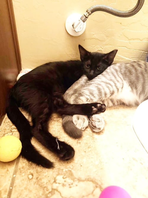 BLACK WIDOW AVENGER - Domestic Medium Hair available for adoption