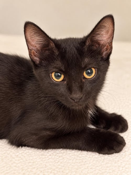 BLACK WIDOW AVENGER - Domestic Medium Hair available for adoption