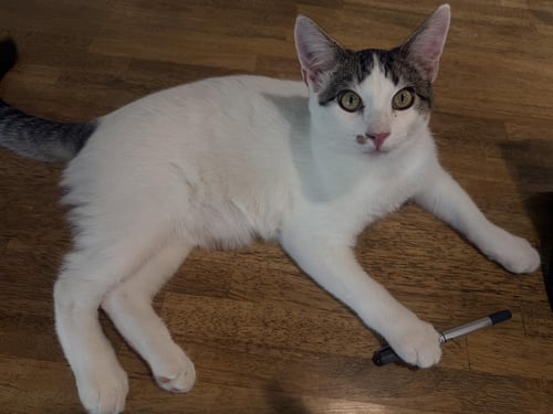 TEMPO CRESCENDO - Domestic Short Hair available for adoption
