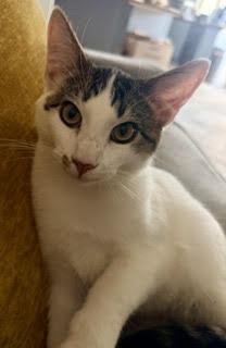 TEMPO CRESCENDO - Domestic Short Hair available for adoption