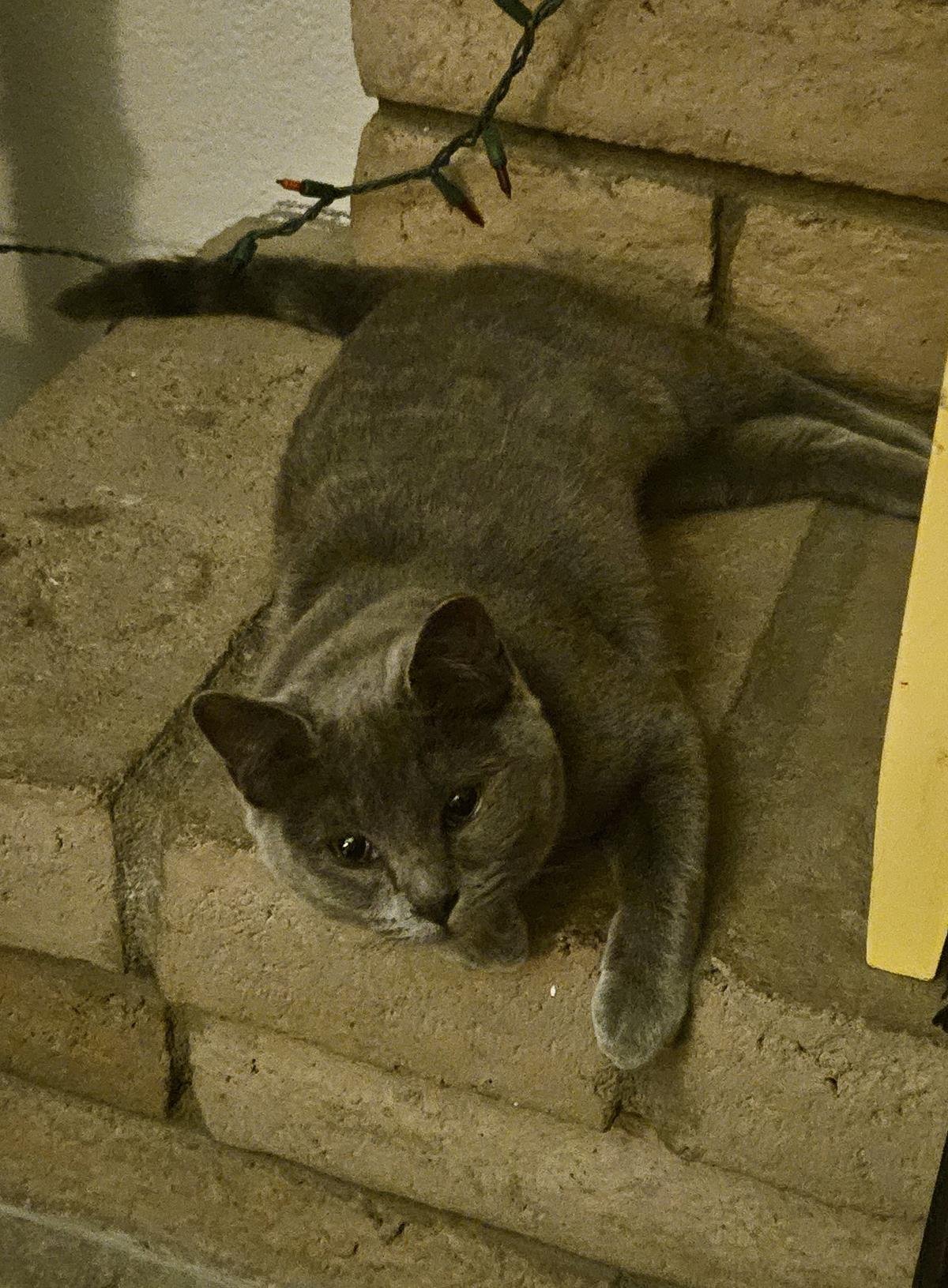 PLOMO JIMENEZ - Domestic Short Hair available for adoption