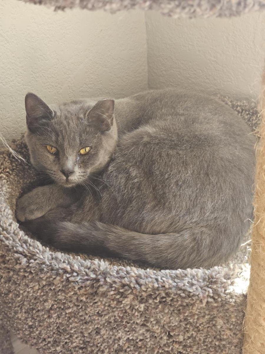 PLOMO JIMENEZ - Domestic Short Hair available for adoption