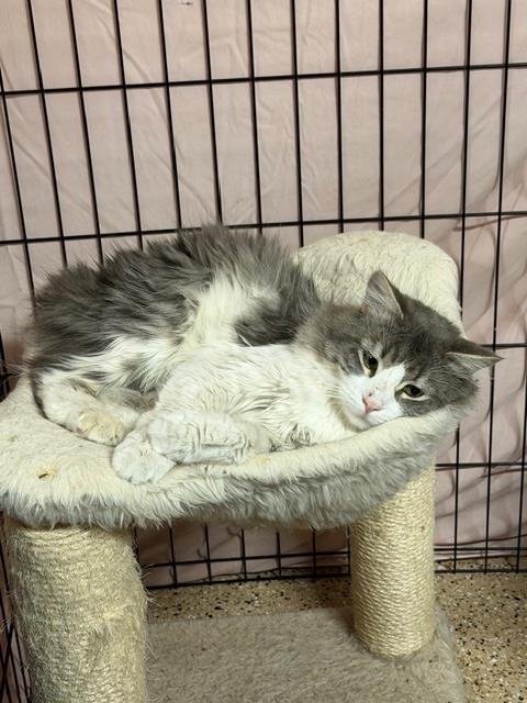 LARRY LOVE HEART - Domestic Long Hair / Tabby available for adoption