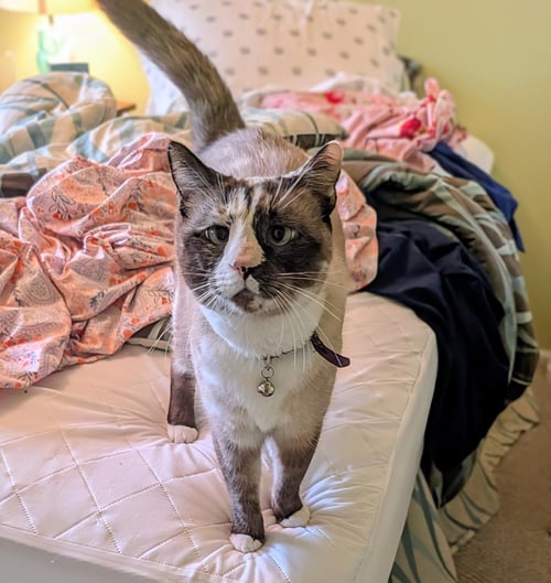 BISQUIK PASSION - Domestic Short Hair / Siamese available for adoption
