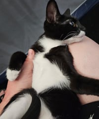 Savannah Smooshies - Photo 4