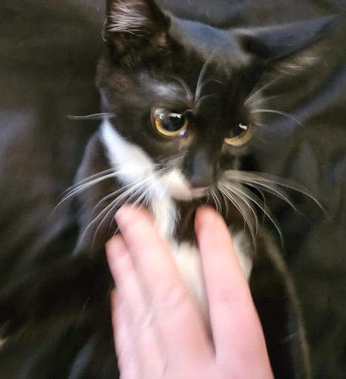 SAVANNAH SMOOSHIES - Domestic Short Hair available for adoption