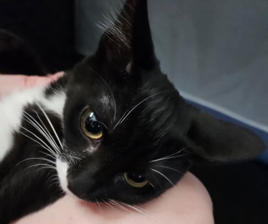 Savannah Smooshies Image
