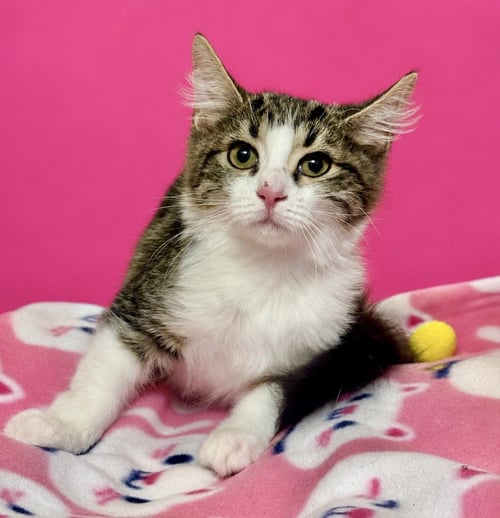 KAYLOR LOVEISLAND - Domestic Medium Hair / Tabby available for adoption