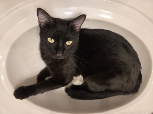MORGAN FURRMAN - Domestic Medium Hair available for adoption