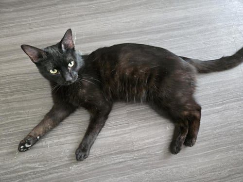 MORGAN FURRMAN - Domestic Medium Hair available for adoption