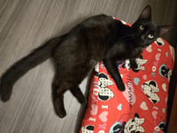 Morgan Furrman - Photo 4