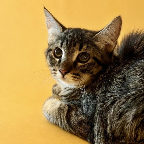 ROB LOVEISLAND - Domestic Short Hair / Tabby available for adoption