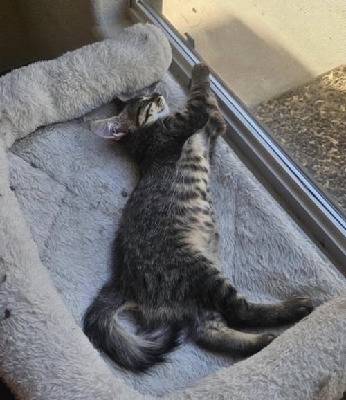 ROB LOVEISLAND - Domestic Short Hair / Tabby available for adoption