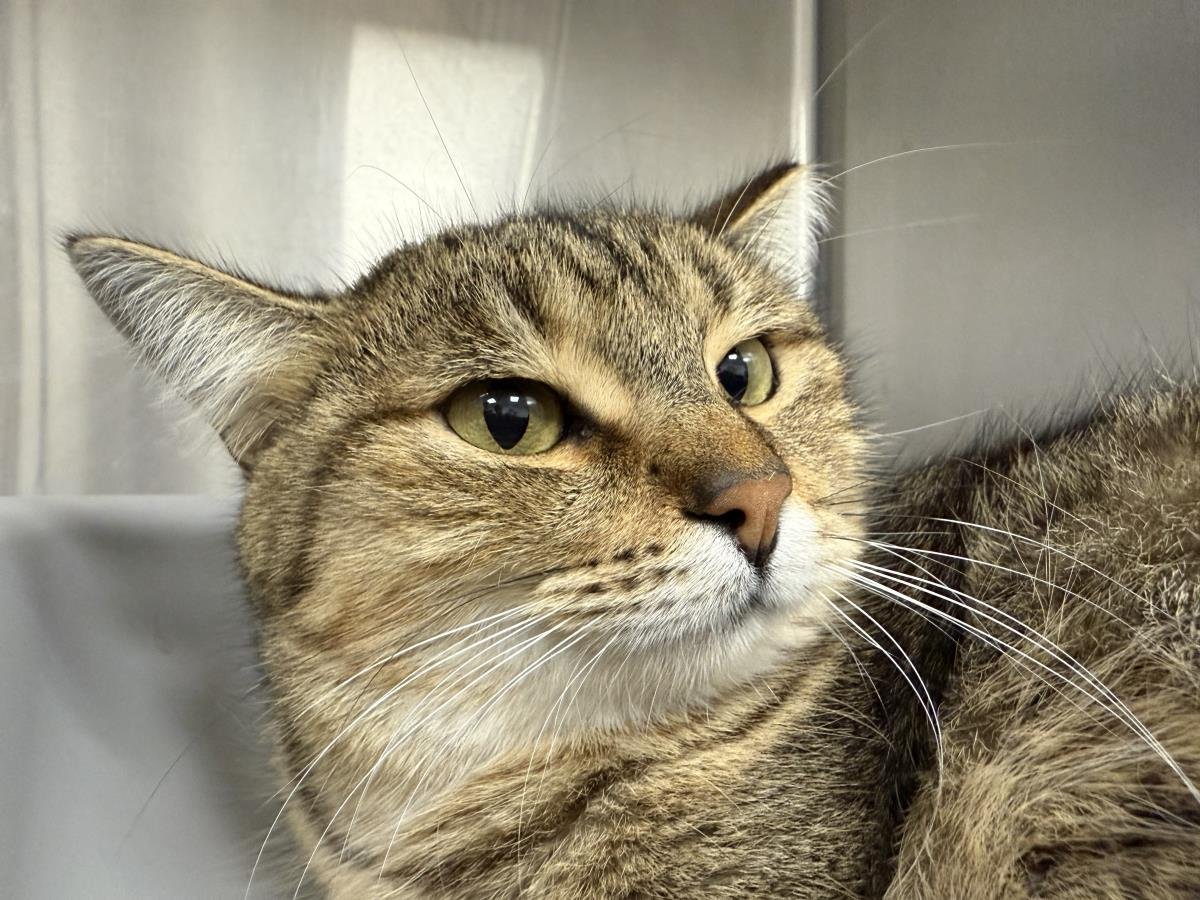 TANI TANTRUM - Tabby / Domestic Short Hair available for adoption