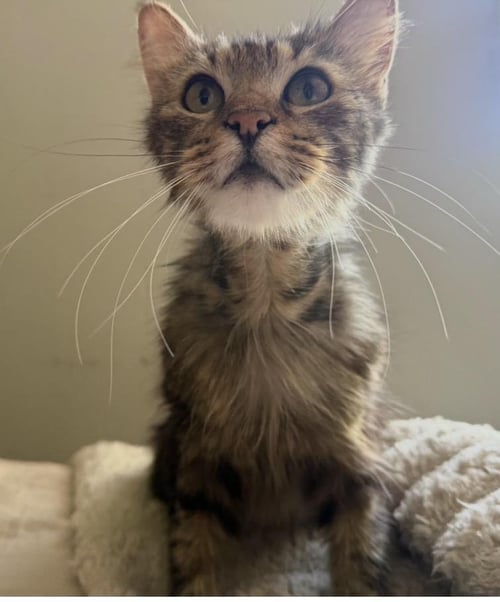LORALEE BROWN - Domestic Short Hair / Tabby available for adoption