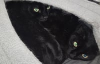 Sheba Peters - Photo 1