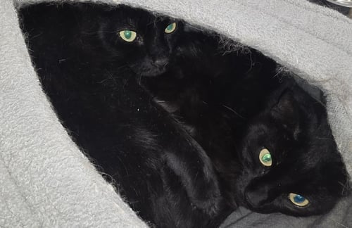 SHEBA PETERS - Domestic Short Hair available for adoption