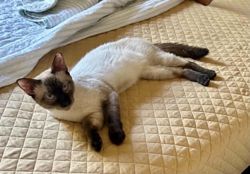 COSMO COCONINO - Domestic Short Hair available for adoption